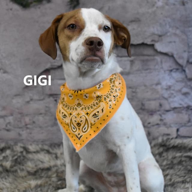 Gigi media 3