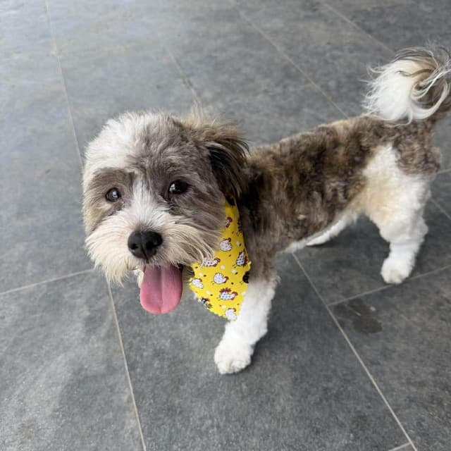 MICKEY is only 9 pounds media 4