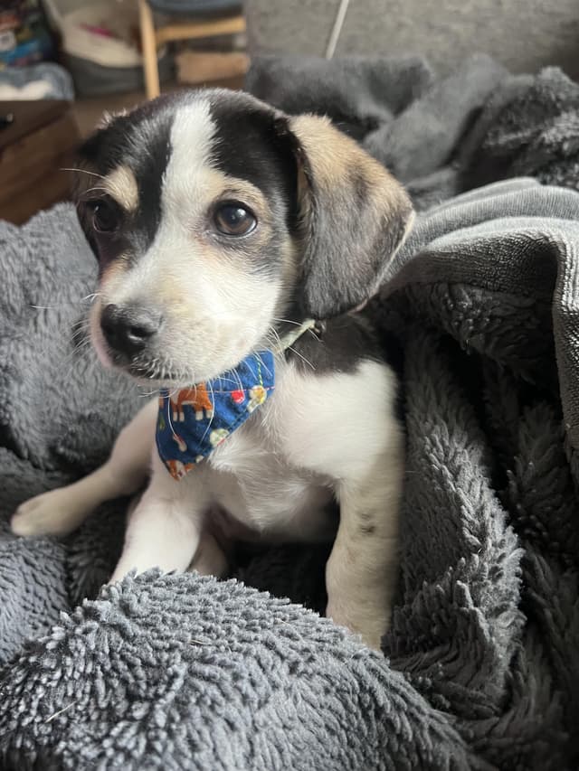 scooter -- available for adoption media 2