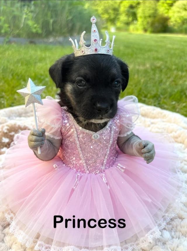Princess media 5