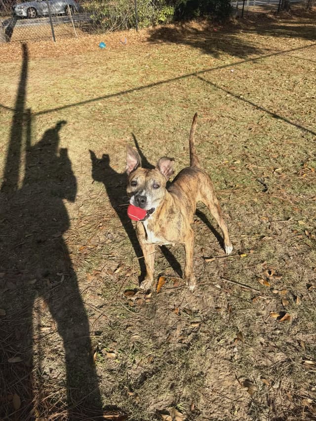 Daisy Mae - Foster or Adopter media 6
