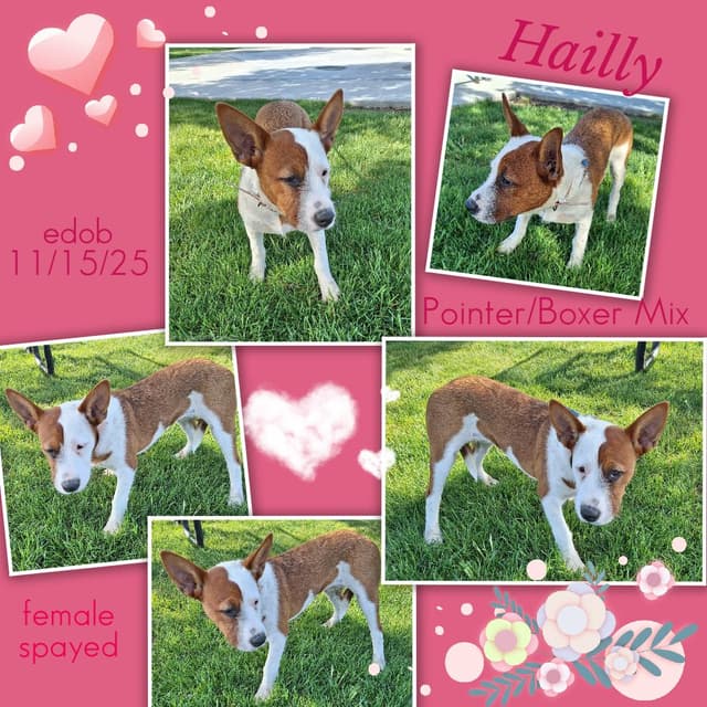 Hailly BR14304-T media 6