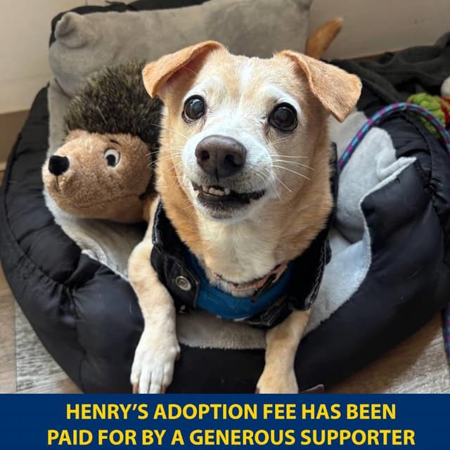 Henry media 6