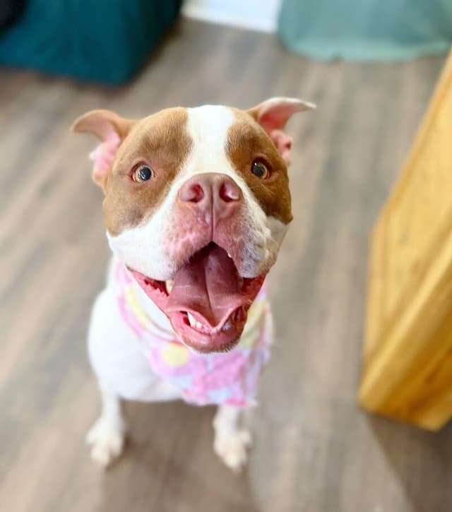 Lucy Love with the Irresistible Snuggles media 4