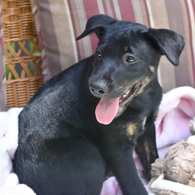 Scout (Victoria Litter) media 3