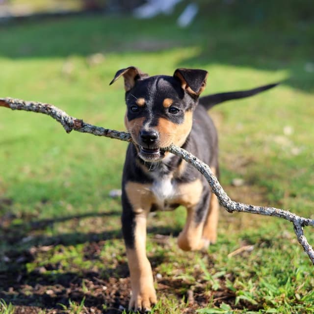 Famous Dogs Litter: Scooby media 2
