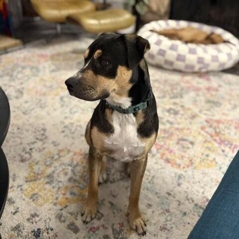 Willow is Wiggles and Wonderful media 5