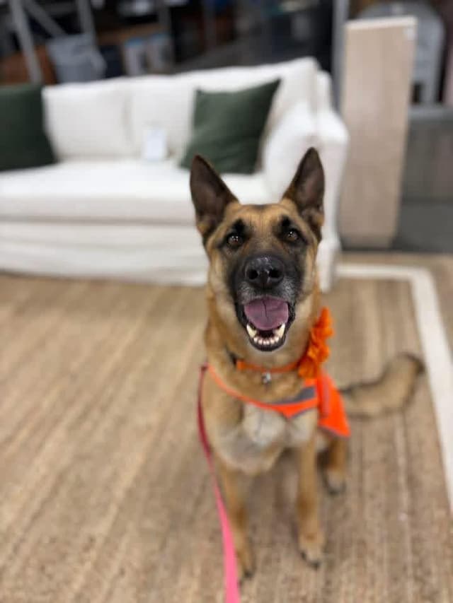Ms Harley ( knows commands ) media 4