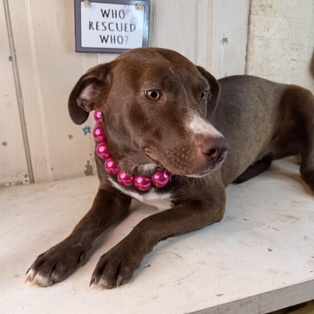 Jewel - 150 adoption fee media 2
