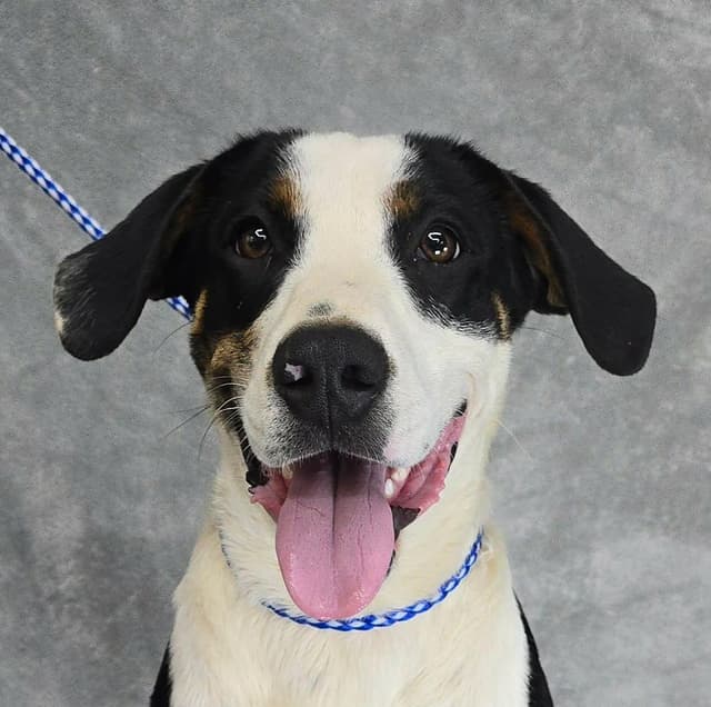 Kyler (foster needed) media 2