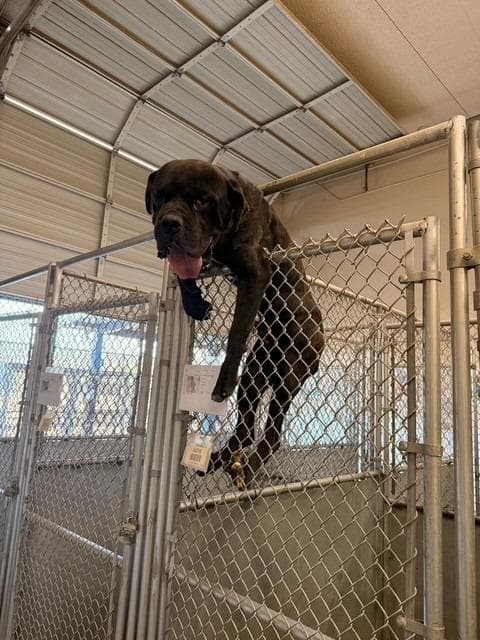 Bubbie - (Courtesy Post) Adopt Me! media 2