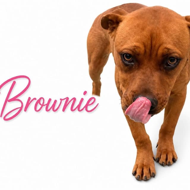 Brownie media 3