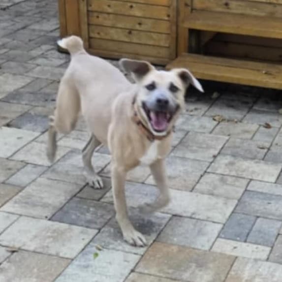 IRIS - Needs a foster or adopter media 2