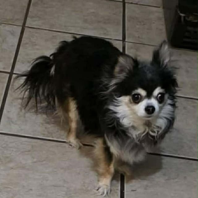 BELLA is 5.5 pounds media 3