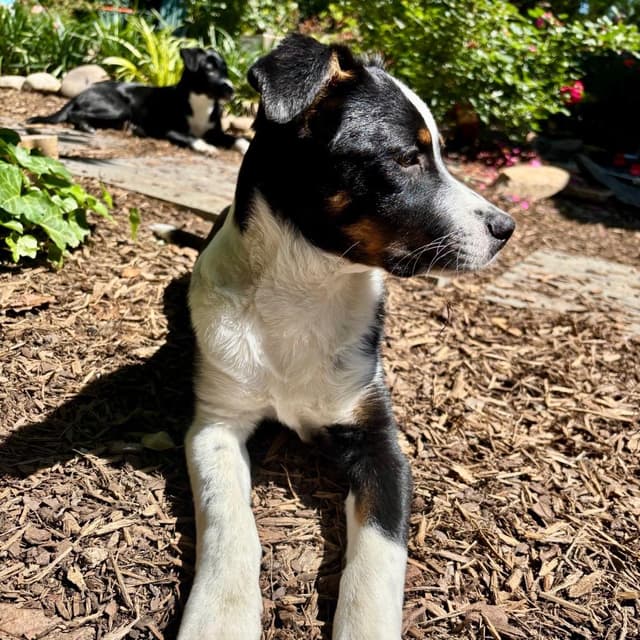 Spunky Pups: Kosmo media 3