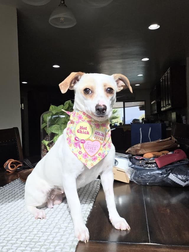 Dulce **Available for Foster-to-Adopt** media 2
