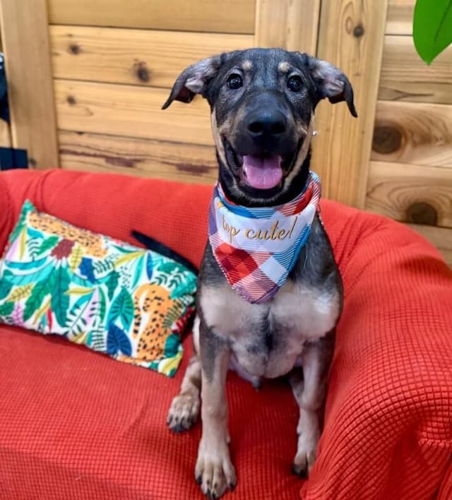 Odin Bear Just a Sweet Boy media 5