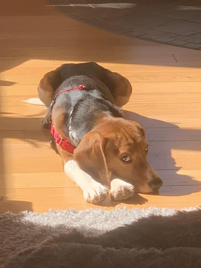 Ridglan Beagles media 2