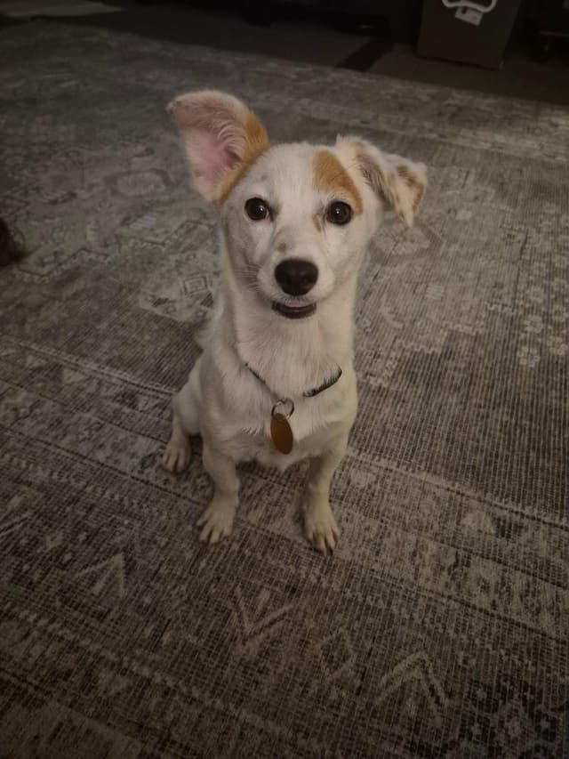 Stryder (Milo) media 3
