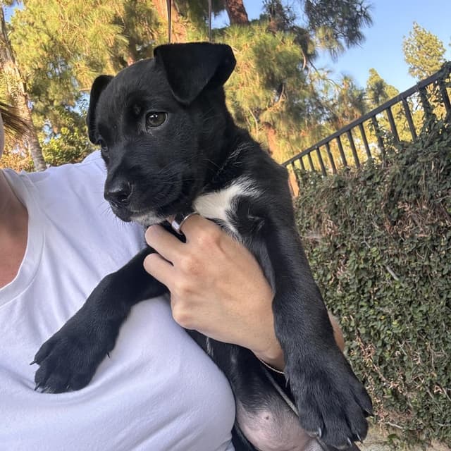 Winnie (C000-247) - Costa Mesa Location *Available 7/3* media 2