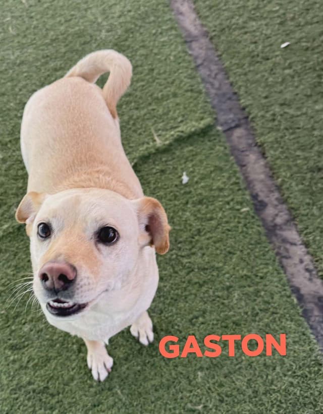 GASTON #2 media 2