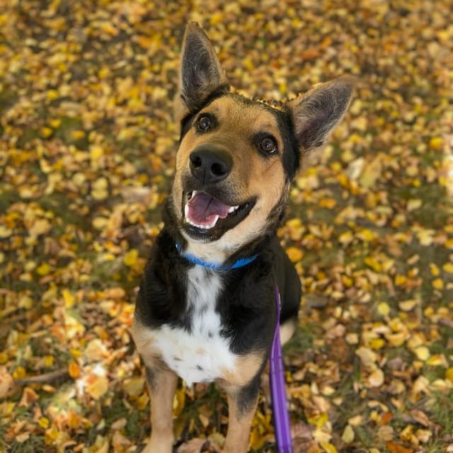 Flynn - Adoption Pending media 2
