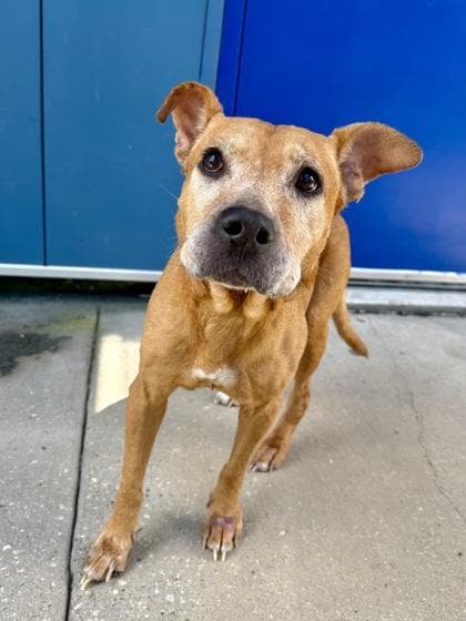 Chloe (In Foster) media 2