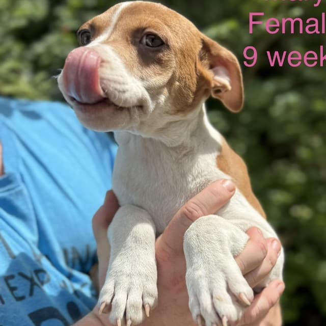 Mama's Pups: Ellen media 5