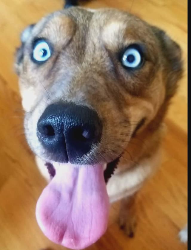 Bella Rose media 4