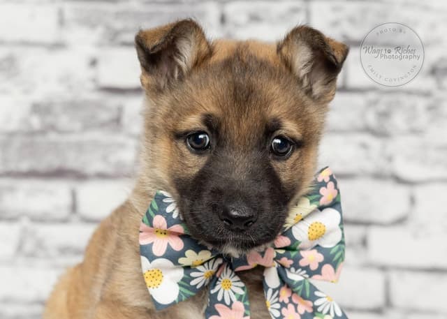 Britta - only 5 pounds media 4