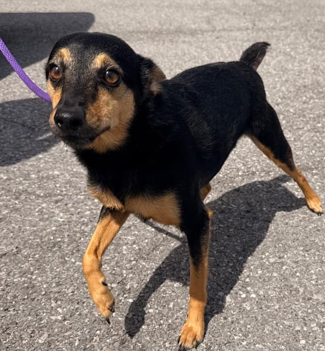 Julius - PENDING ADOPTION media 2