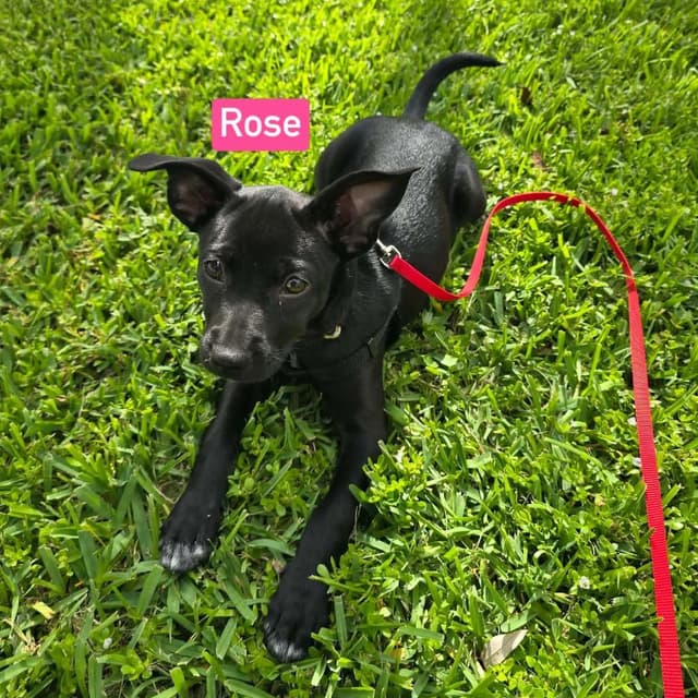 Rose Blossom media 3