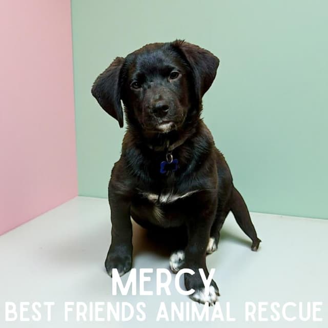 Mercy media 3