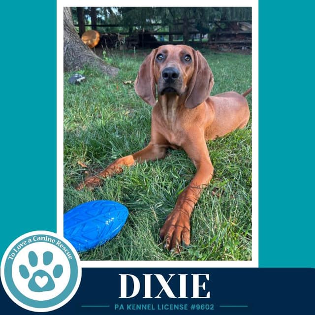Dixie 041126 media 5