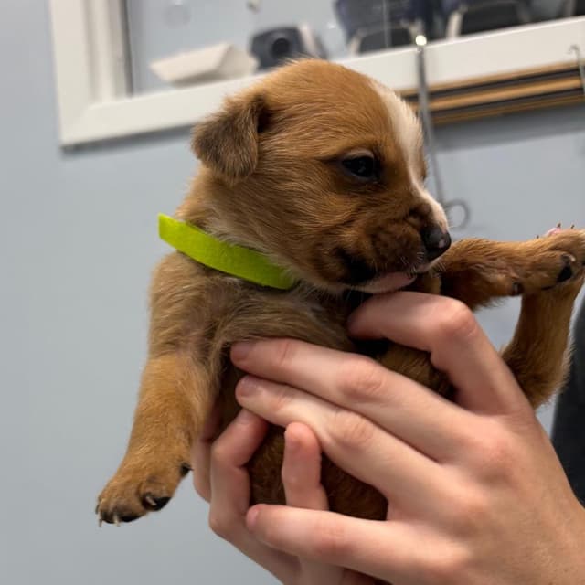 Slinky media 3