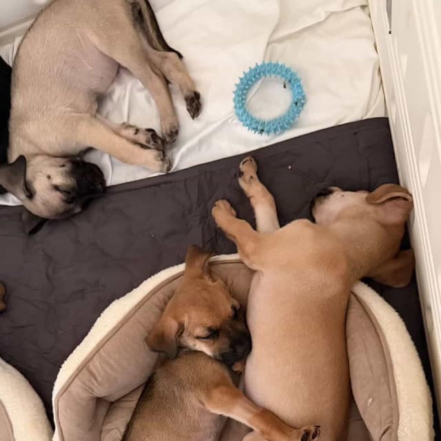 Daisy's Pack Pup: Wisteria media 4