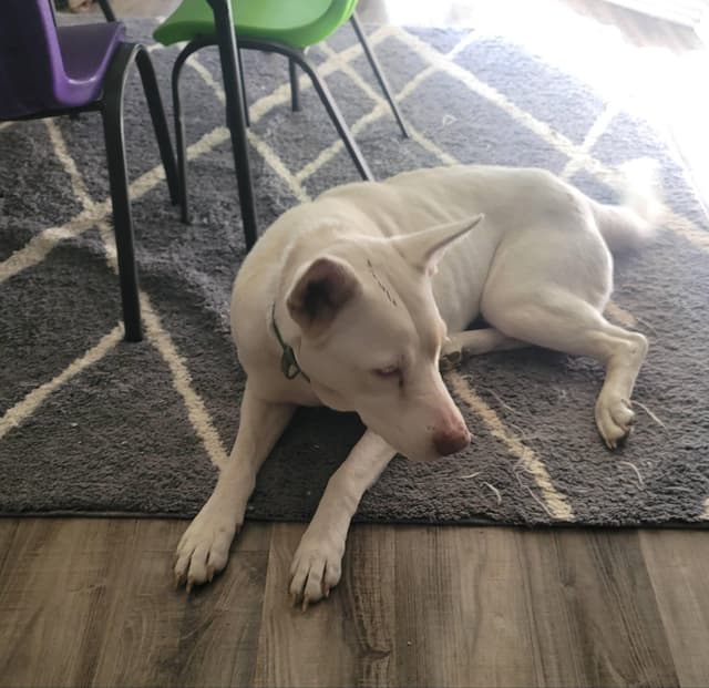 Havana- Urgent foster or adopter media 4