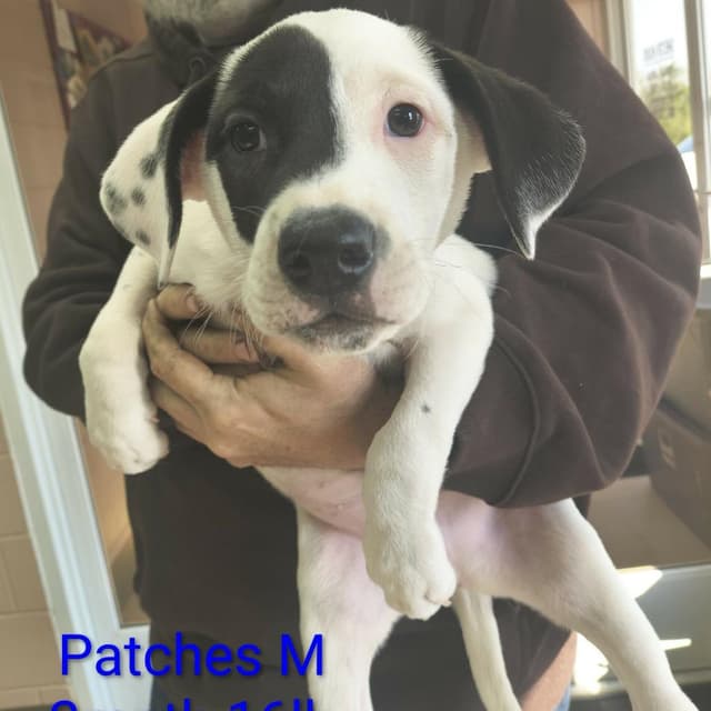 Patches media 5