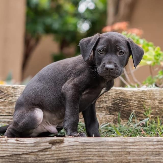 Dakota Pup - Plains - Adopted! media 2