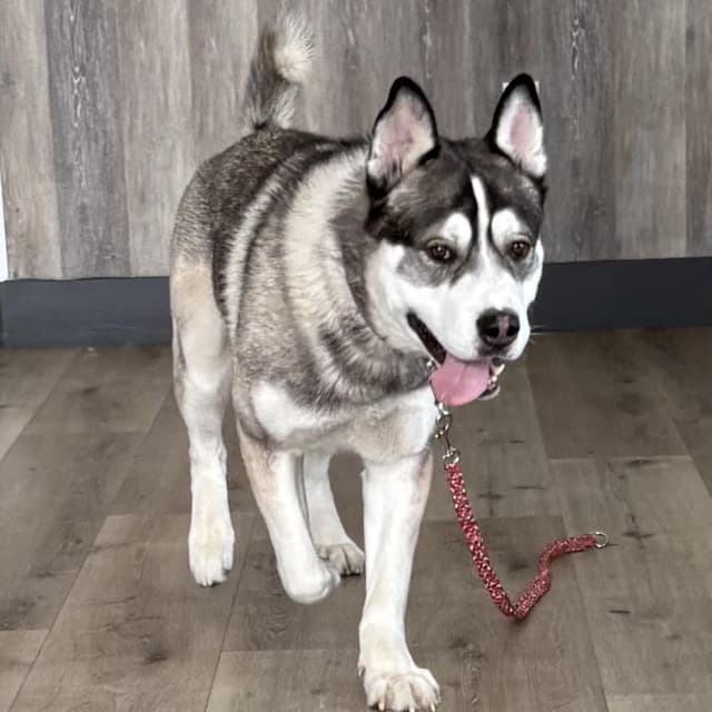 Koda media 4