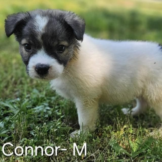 Connor media 2