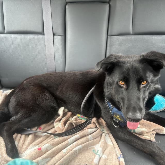 Raven *Adoption Pending* media 3