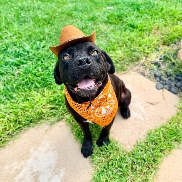 Bubba Bear With The Toothless Smile media 4