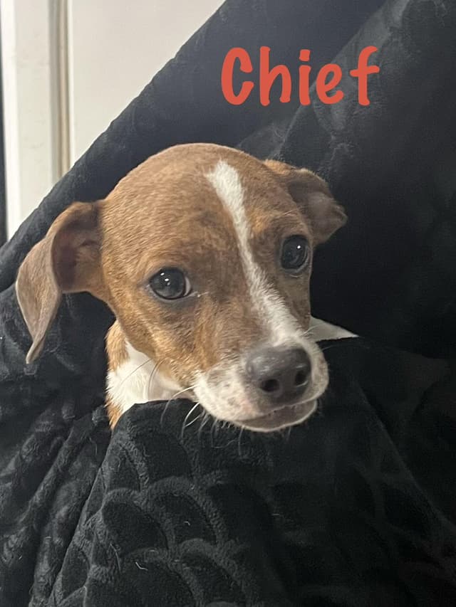 Chief media 3