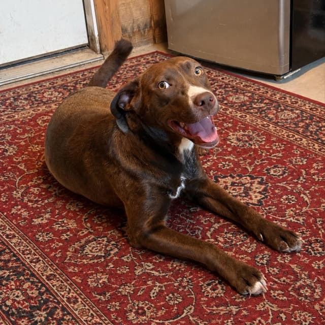 Jewel - 100 adoption fee media 4