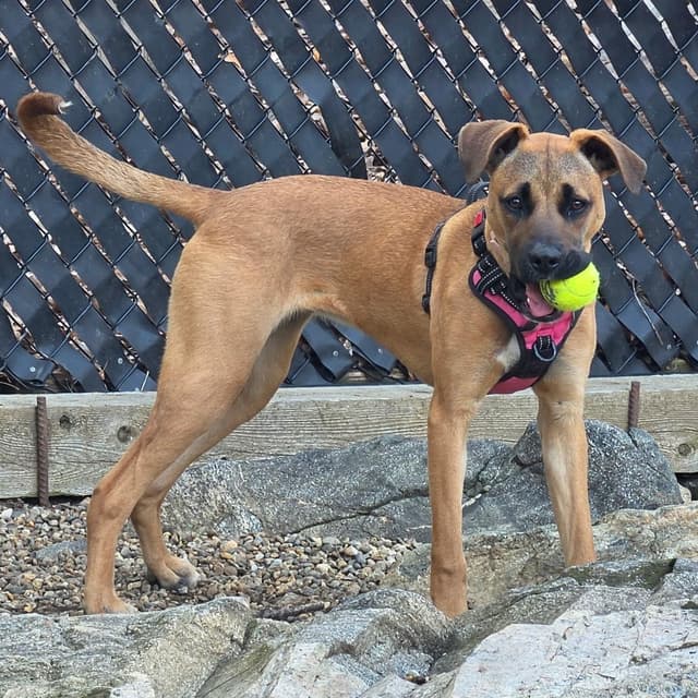 Noelle (Affectionate, Trained, Family-Dog Friendly) media 3