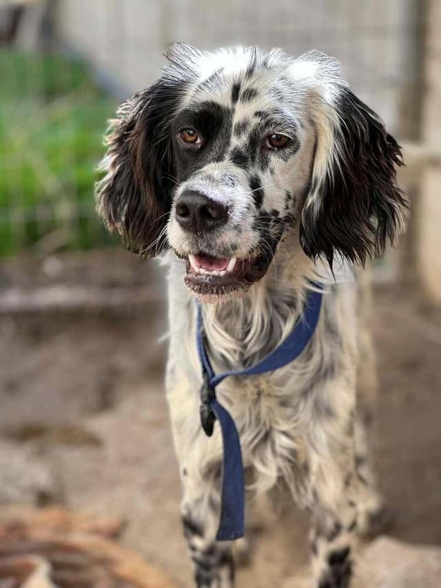Available for Adoption - Dali (WA, USA) media 3