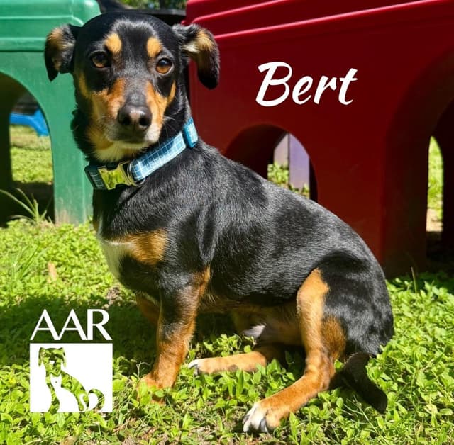 Bert media 5