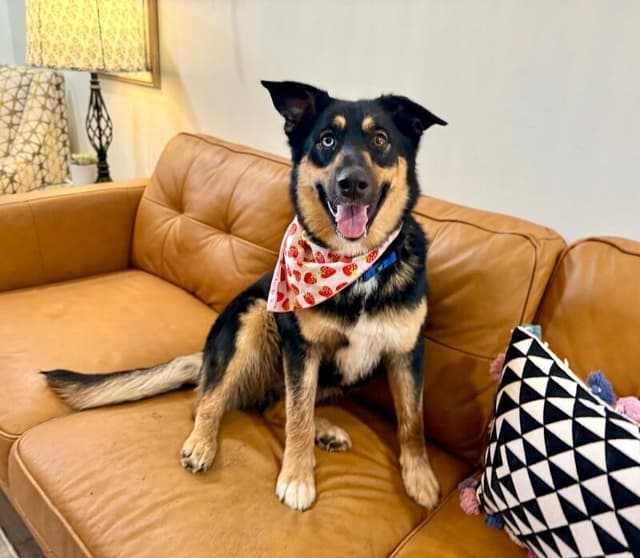 Tamera Honey The Sweetest Family Dog media 5