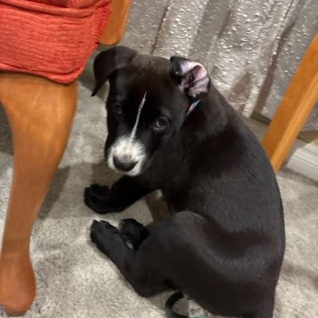 Baloo (C000-248) - Chino Hills Location *Available 7/3* media 4